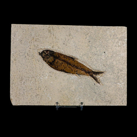 XL 4.4" Knightia Eocaena Fossil Fish Green River FM WY Eocene Age COA And Stand