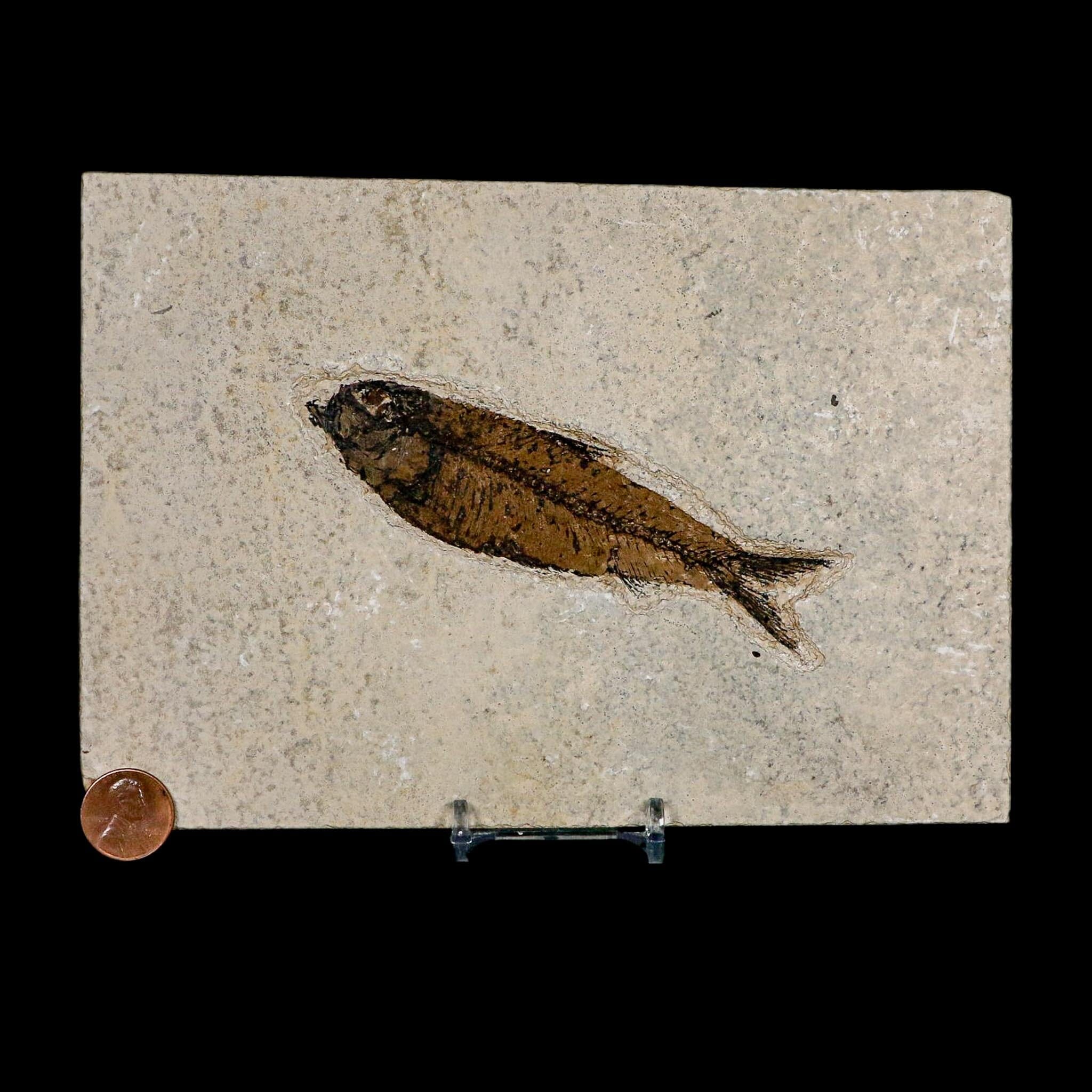 XL 4.4" Knightia Eocaena Fossil Fish Green River FM WY Eocene Age COA And Stand - Fossil Age Minerals