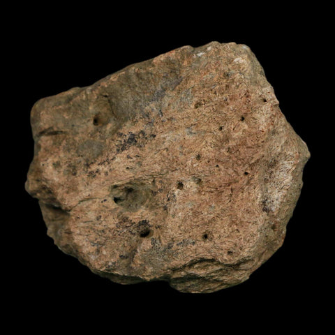 2.8" Triceratops Fossil Frill Blood Groves Hell Creek FM Cretaceous Dinosaur MT COA Stand - Fossil Age Minerals