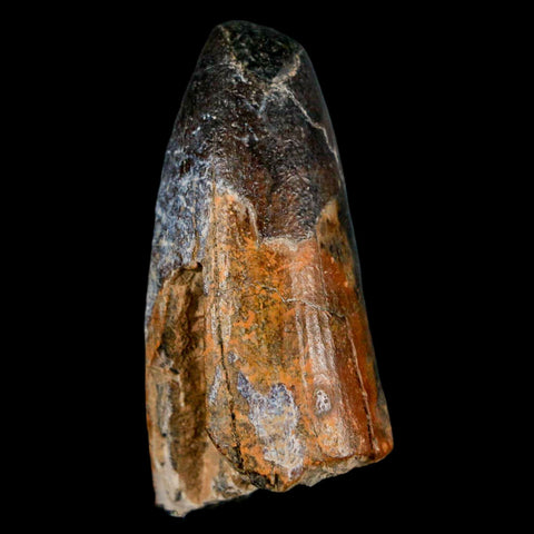 2" Sarcosuchus Imperator Crocodile Fossil Tooth Elrhaz FM Cretaceous Niger COA - Fossil Age Minerals