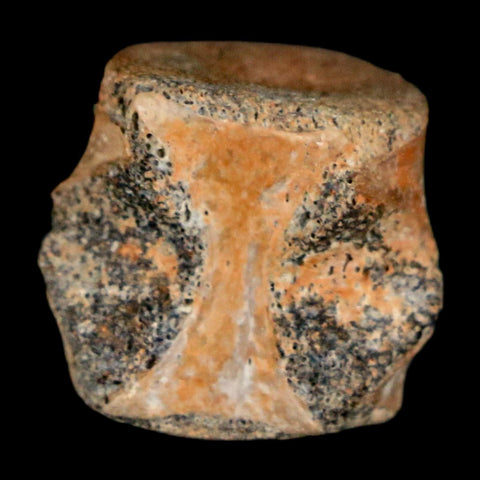 0.6" Champsosaurus Gigas Reptile Fossil Vertebrae Cretaceous Hell Creek FM MT COA