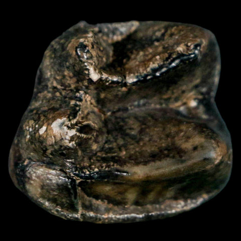 1.1" Tapir Tapirus Veroensis Fossil Tooth Pleistocene Age Withlacoochee River FL Display - Fossil Age Minerals
