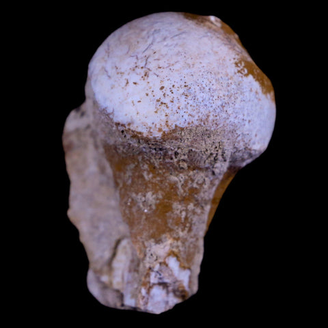 1.4" Oreodont Merycoidodon Fossil Femur Head Bone Oligocene Age Badlands SD COA - Fossil Age Minerals