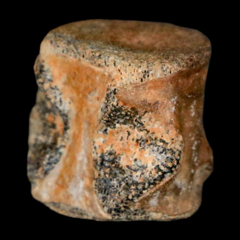 0.6" Champsosaurus Gigas Reptile Fossil Vertebrae Cretaceous Hell Creek FM MT COA