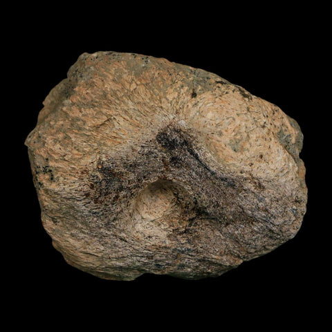 2.8" Triceratops Fossil Frill Blood Groves Hell Creek FM Cretaceous Dinosaur MT COA Stand - Fossil Age Minerals