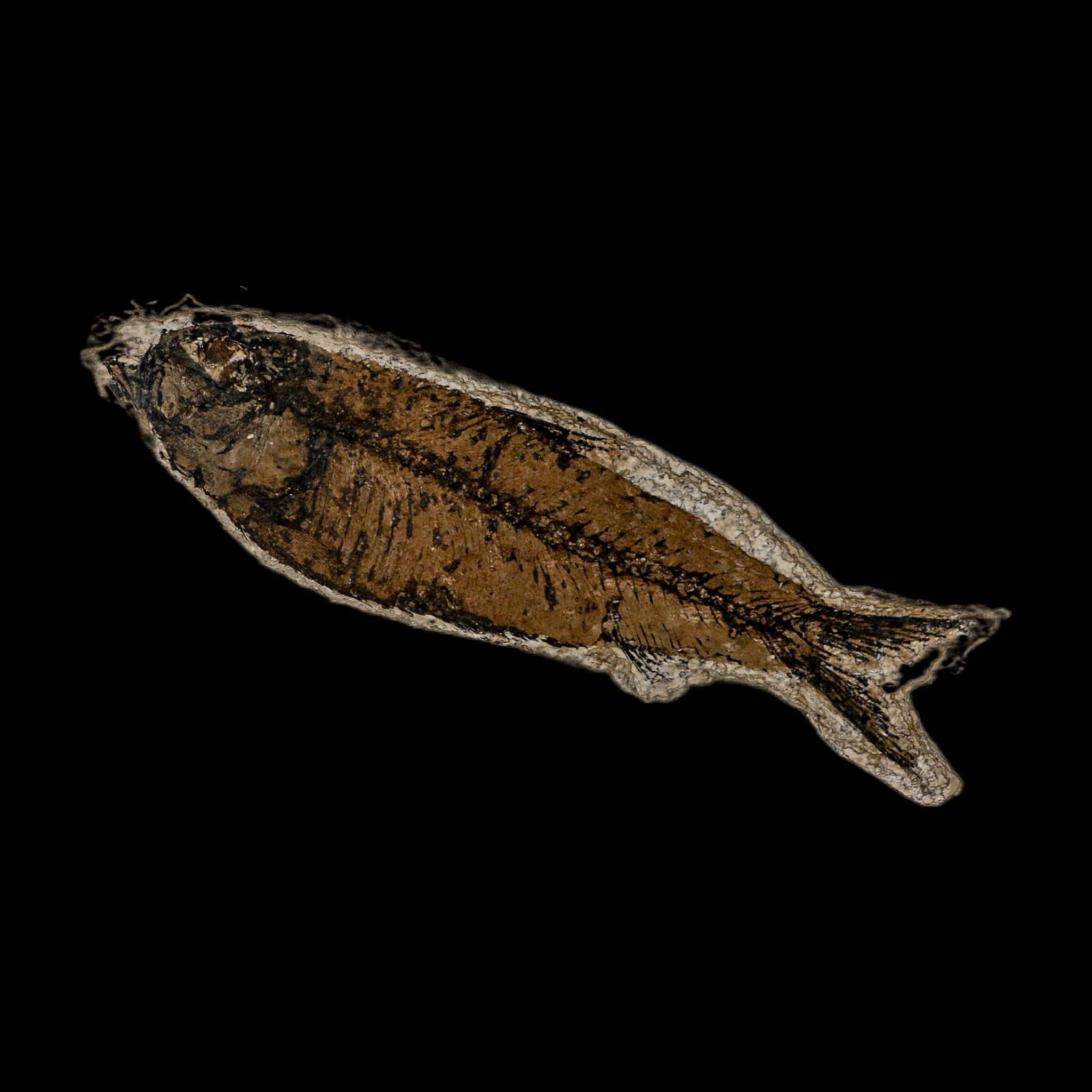 XL 4.4" Knightia Eocaena Fossil Fish Green River FM WY Eocene Age COA And Stand - Fossil Age Minerals