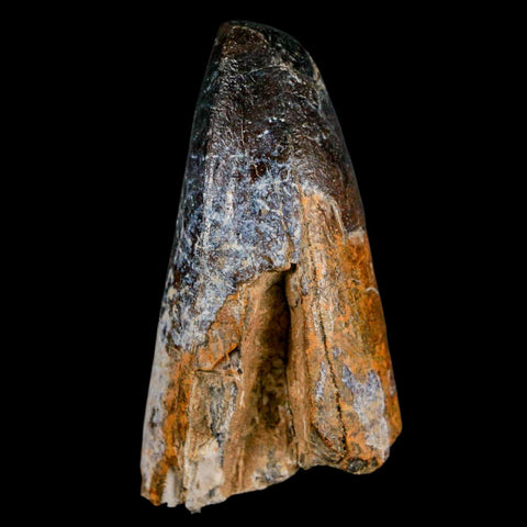2" Sarcosuchus Imperator Crocodile Fossil Tooth Elrhaz FM Cretaceous Niger COA - Fossil Age Minerals