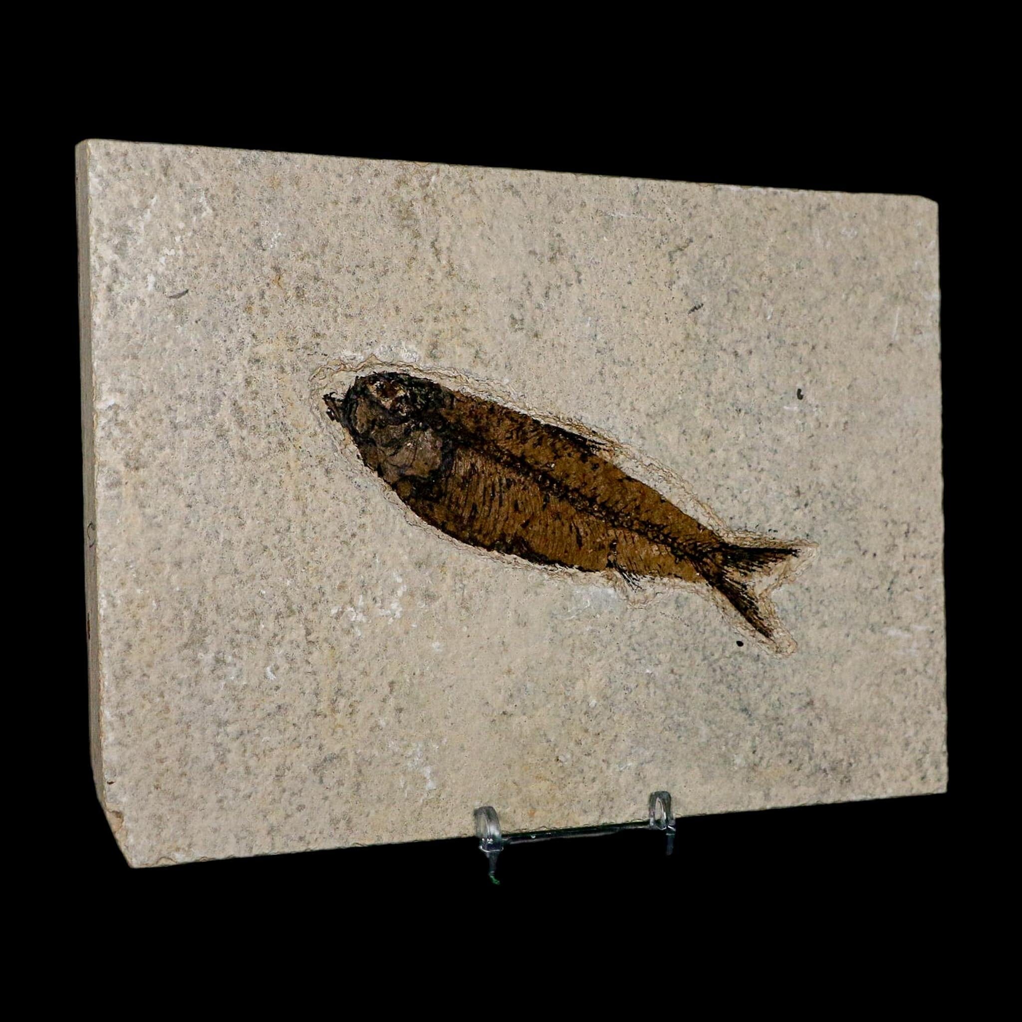 XL 4.4" Knightia Eocaena Fossil Fish Green River FM WY Eocene Age COA And Stand - Fossil Age Minerals