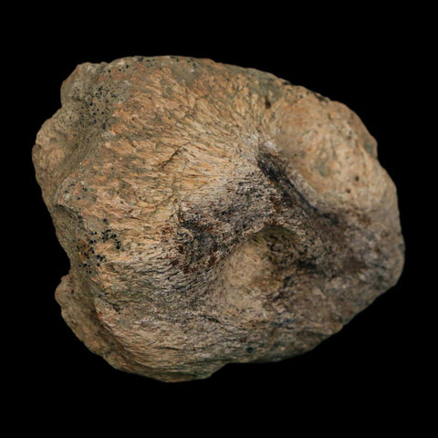 2.8" Triceratops Fossil Frill Blood Groves Hell Creek FM Cretaceous Dinosaur MT COA Stand - Fossil Age Minerals