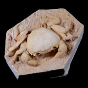 3.2" Potaman Sp Fossil Freshwater Crab In Travertine Denizli Basin Southwest Turkey