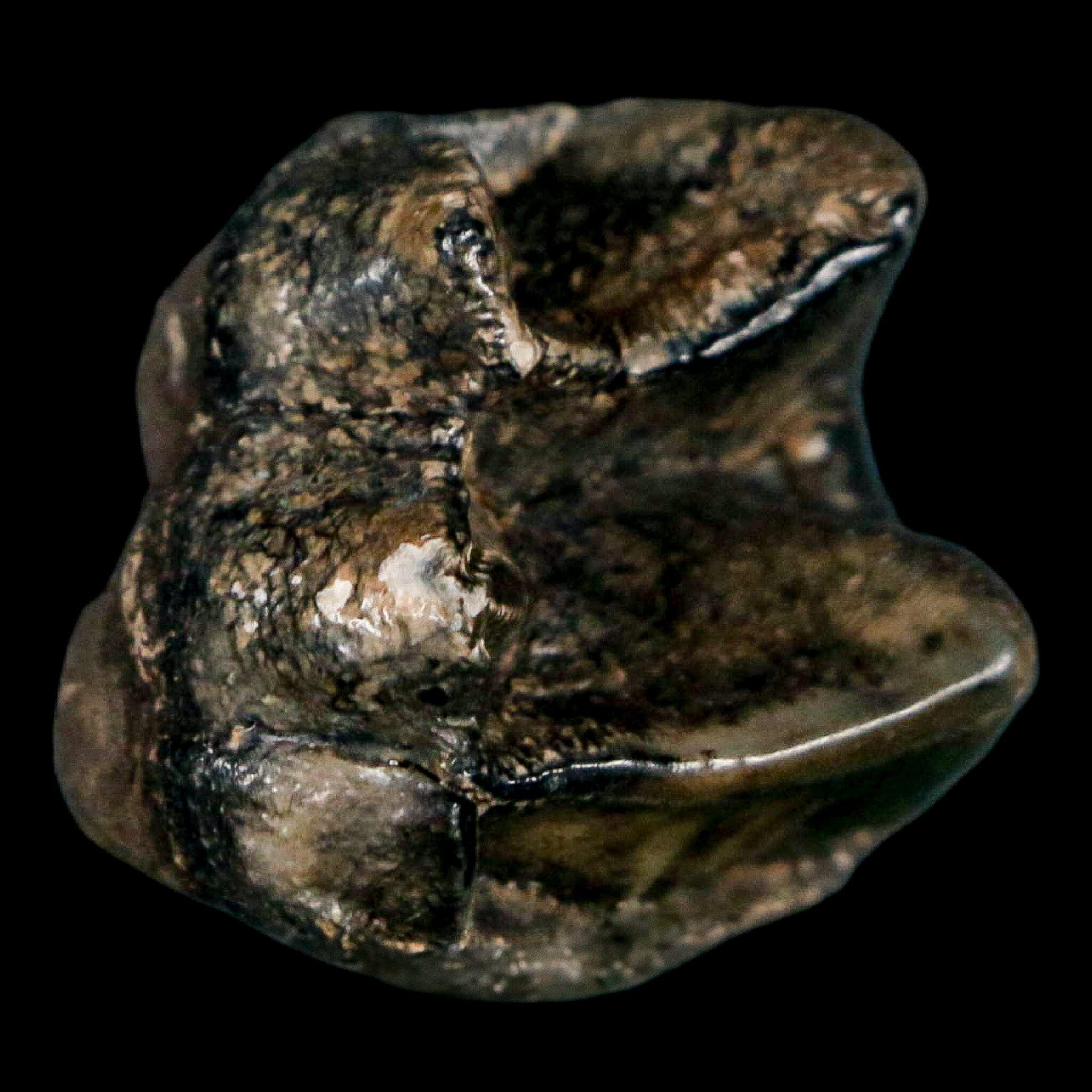 1.1" Tapir Tapirus Veroensis Fossil Tooth Pleistocene Age Withlacoochee River FL Display - Fossil Age Minerals
