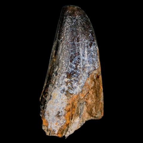 2" Sarcosuchus Imperator Crocodile Fossil Tooth Elrhaz FM Cretaceous Niger COA - Fossil Age Minerals