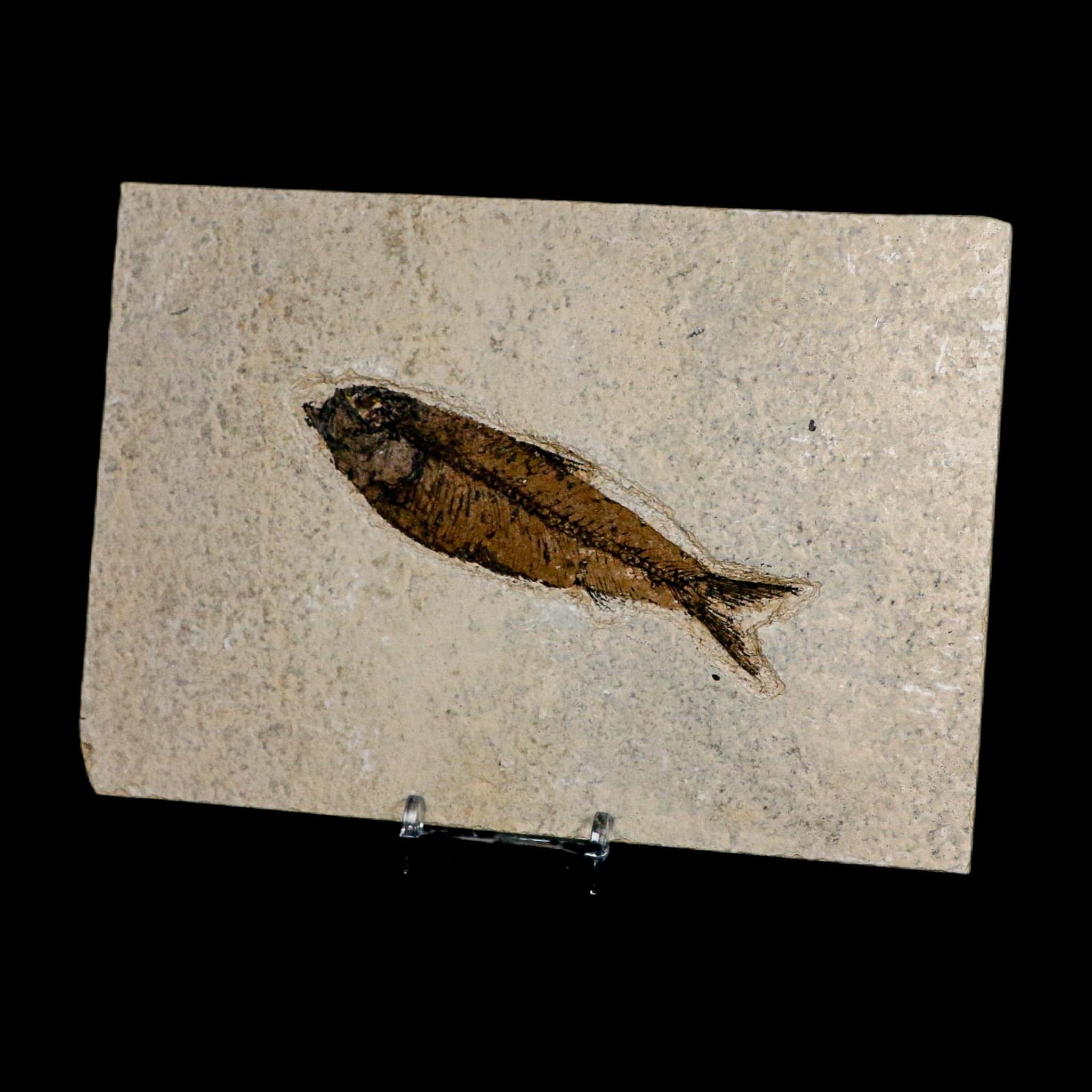 XL 4.4" Knightia Eocaena Fossil Fish Green River FM WY Eocene Age COA And Stand - Fossil Age Minerals