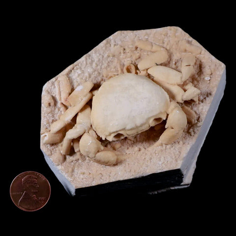 3.2" Potaman Sp Fossil Freshwater Crab In Travertine Denizli Basin Southwest Turkey - Fossil Age Minerals