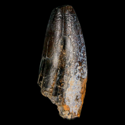 2" Sarcosuchus Imperator Crocodile Fossil Tooth Elrhaz FM Cretaceous Niger COA - Fossil Age Minerals