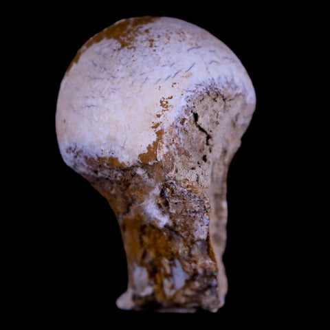 1.4" Oreodont Merycoidodon Fossil Femur Head Bone Oligocene Age Badlands SD COA - Fossil Age Minerals