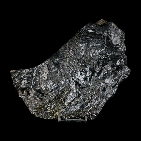 7.5" Alethopteris Fern Plant Leaf Fossil Carboniferous Age Llewellyn FM ST Clair, PA