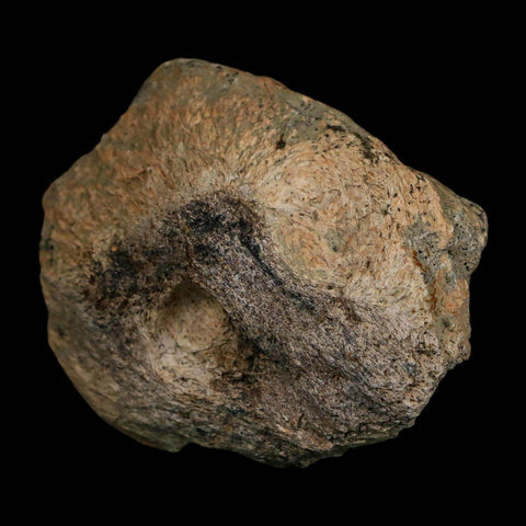 2.8" Triceratops Fossil Frill Blood Groves Hell Creek FM Cretaceous Dinosaur MT COA Stand - Fossil Age Minerals