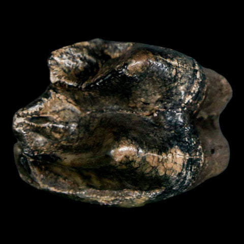 1.1" Tapir Tapirus Veroensis Fossil Tooth Pleistocene Age Withlacoochee River FL Display - Fossil Age Minerals