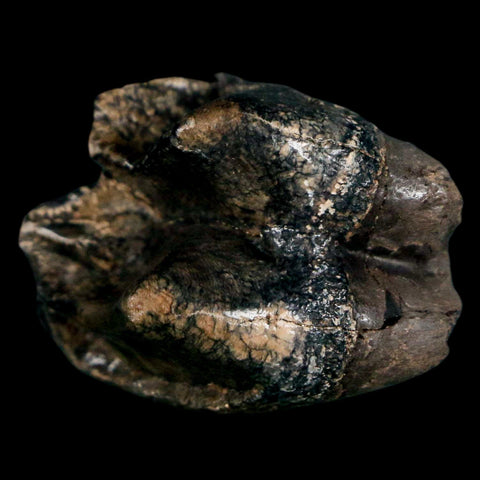 1.1" Tapir Tapirus Veroensis Fossil Tooth Pleistocene Age Withlacoochee River FL Display - Fossil Age Minerals