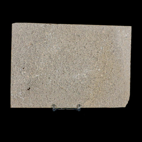 XL 4.4" Knightia Eocaena Fossil Fish Green River FM WY Eocene Age COA And Stand