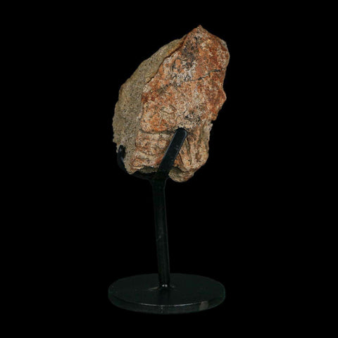 2.7" Triceratops Fossil Frill Blood Groves Hell Creek FM Cretaceous Dinosaur MT COA Stand - Fossil Age Minerals