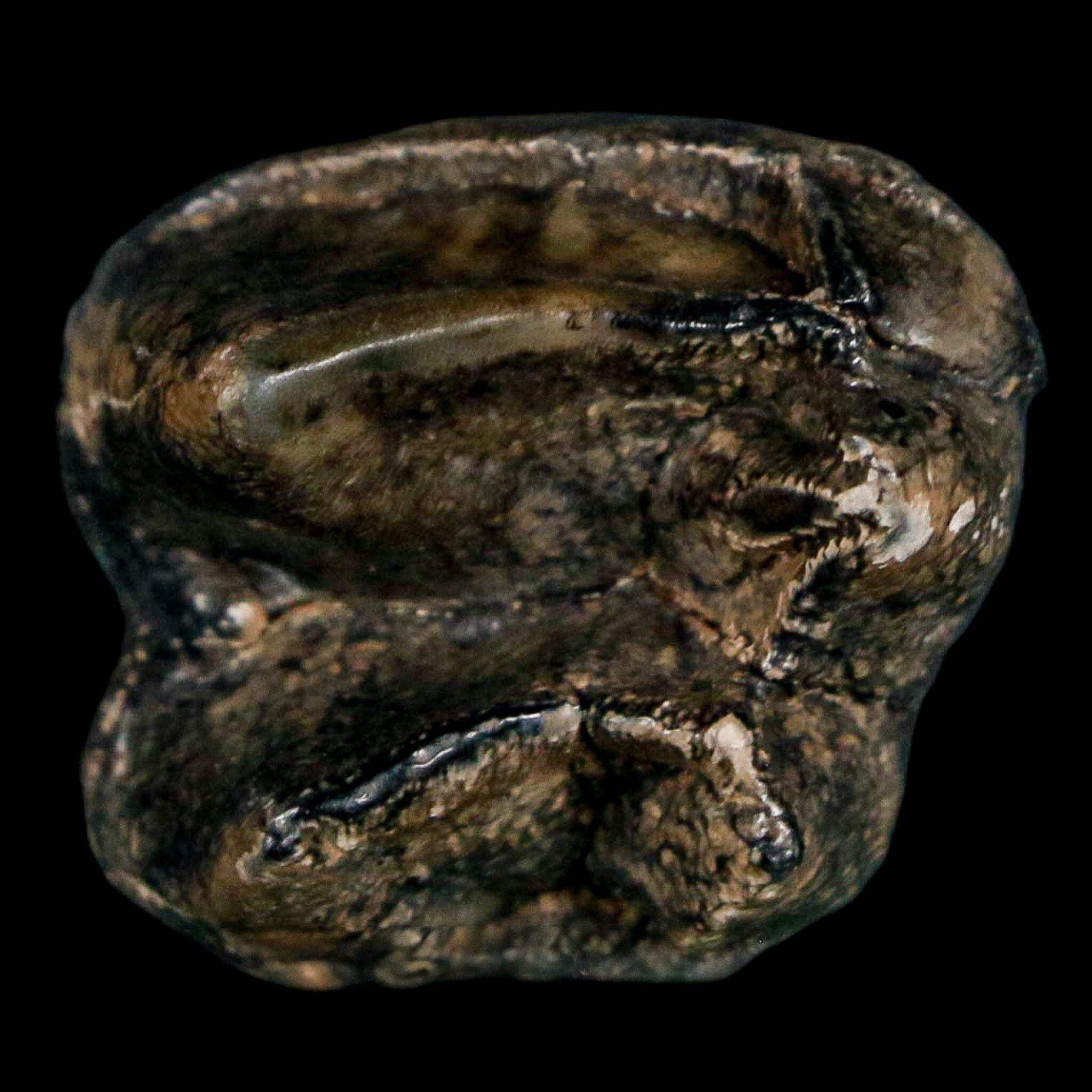 1.1" Tapir Tapirus Veroensis Fossil Tooth Pleistocene Age Withlacoochee River FL Display - Fossil Age Minerals