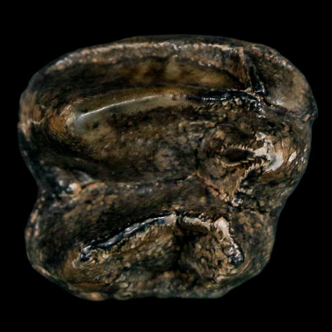 1.1" Tapir Tapirus Veroensis Fossil Tooth Pleistocene Age Withlacoochee River FL Display - Fossil Age Minerals