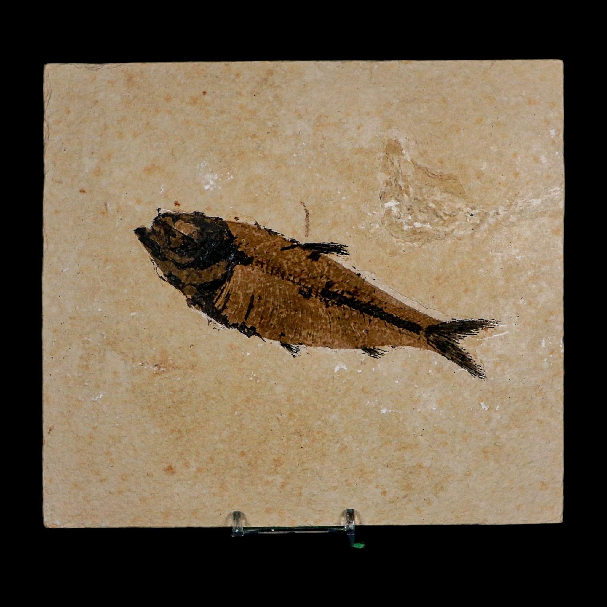 XXL 5.3" Knightia Eocaena Fossil Fish Green River FM WY Eocene Age COA And Stand - Fossil Age Minerals