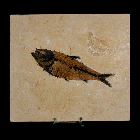 XXL 5.3" Knightia Eocaena Fossil Fish Green River FM WY Eocene Age COA And Stand