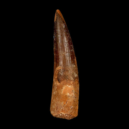 XL 3" Spinosaurus Fossil Tooth 100 Million Years Old Cretaceous Dinosaur COA