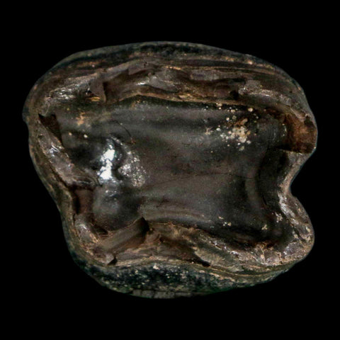 1.1" Tapir Tapirus Veroensis Fossil Tooth Pleistocene Age Withlacoochee River FL Display - Fossil Age Minerals