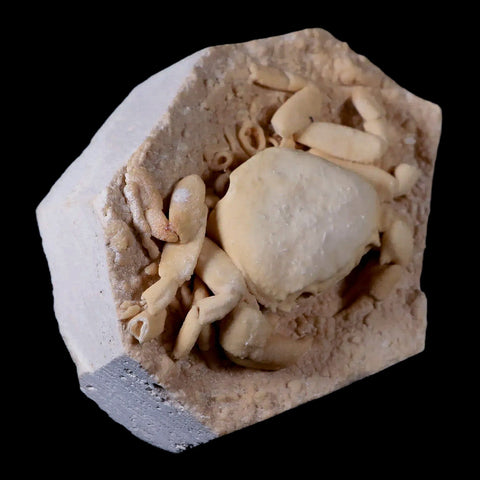 3.2" Potaman Sp Fossil Freshwater Crab In Travertine Denizli Basin Southwest Turkey - Fossil Age Minerals