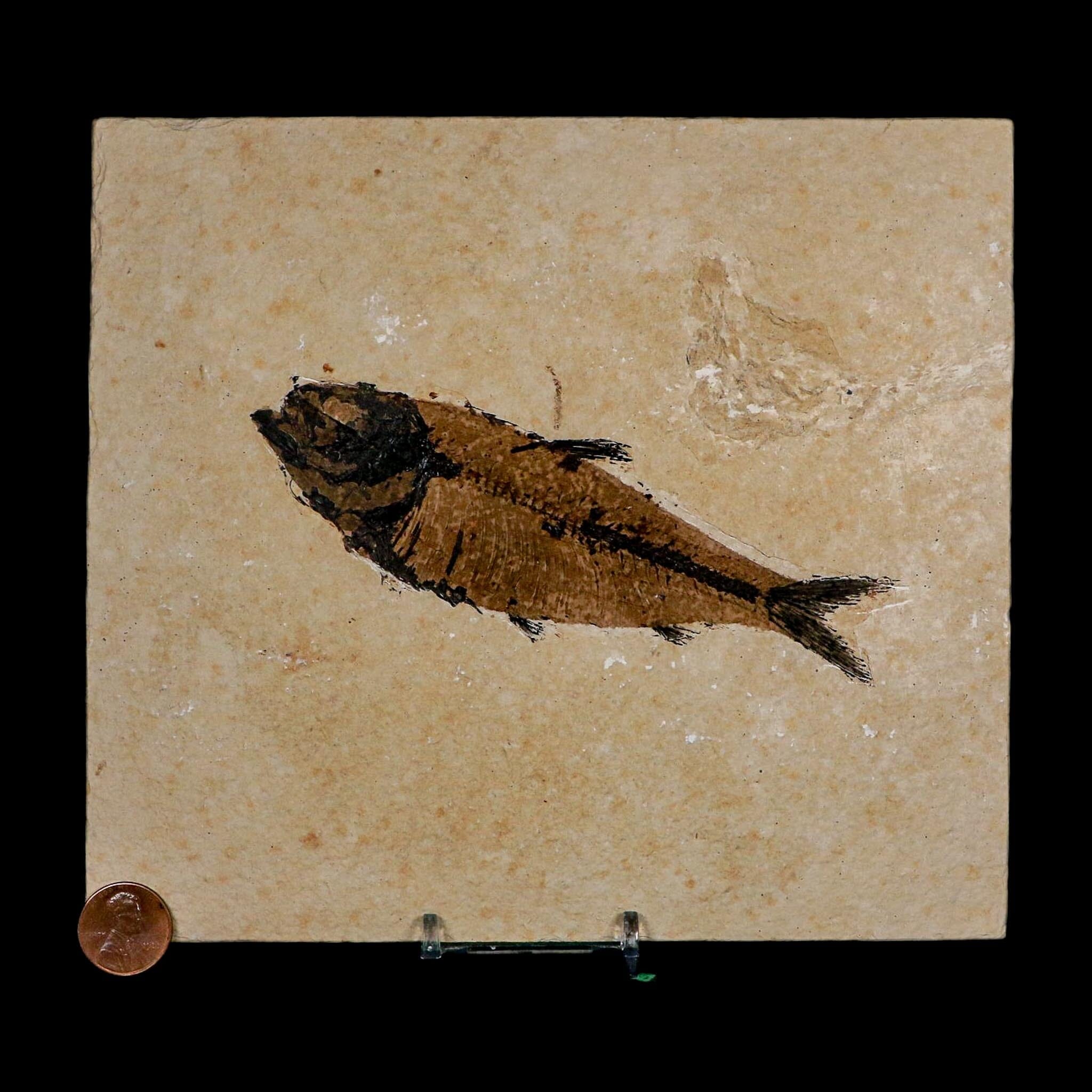 XXL 5.3" Knightia Eocaena Fossil Fish Green River FM WY Eocene Age COA And Stand - Fossil Age Minerals