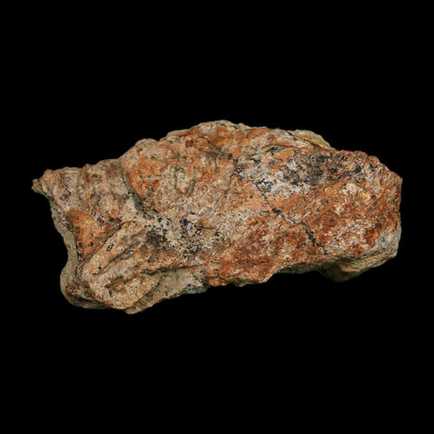 2.7" Triceratops Fossil Frill Blood Groves Hell Creek FM Cretaceous Dinosaur MT COA Stand - Fossil Age Minerals