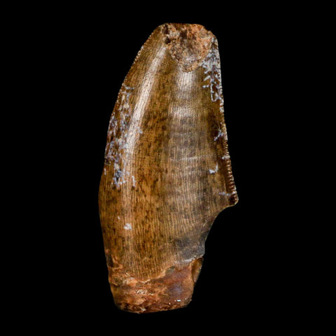 1.5" Tyrannosaur Serrated Fossil Tooth Cretaceous Dinosaur Judith River FM MT COA - Fossil Age Minerals