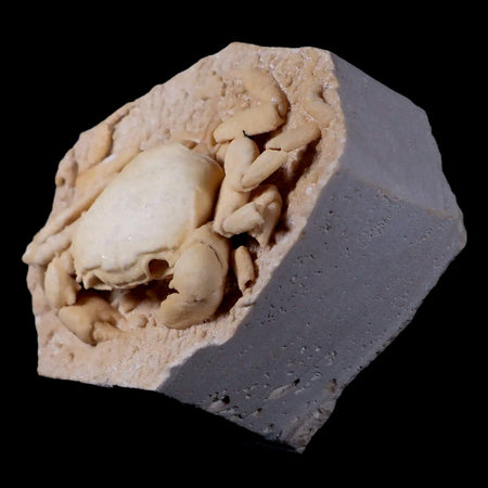 3.2" Potaman Sp Fossil Freshwater Crab In Travertine Denizli Basin Southwest Turkey