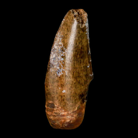 1.5" Tyrannosaur Serrated Fossil Tooth Cretaceous Dinosaur Judith River FM MT COA - Fossil Age Minerals