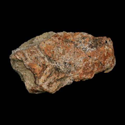 2.7" Triceratops Fossil Frill Blood Groves Hell Creek FM Cretaceous Dinosaur MT COA Stand - Fossil Age Minerals