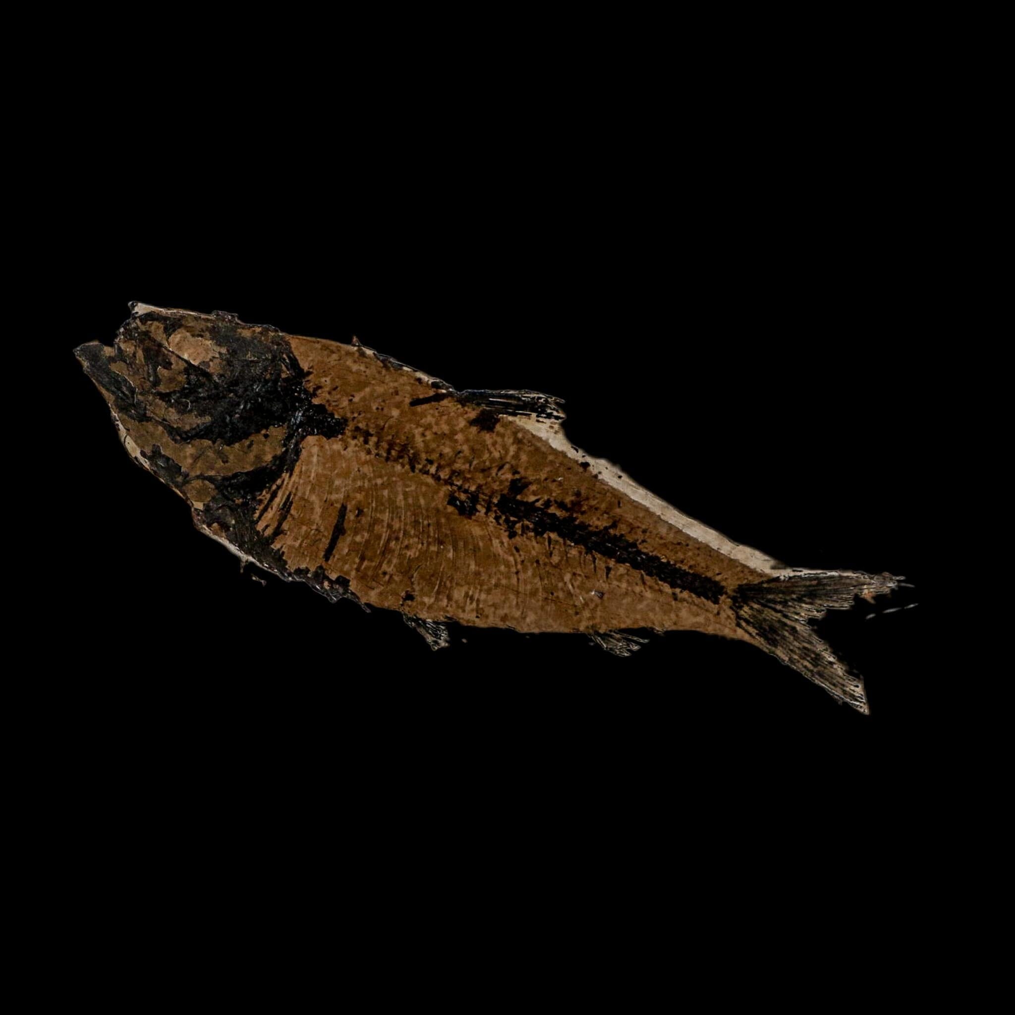 XXL 5.3" Knightia Eocaena Fossil Fish Green River FM WY Eocene Age COA And Stand - Fossil Age Minerals
