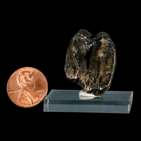 1.1" Tapir Tapirus Veroensis Fossil Tooth Pleistocene Age Withlacoochee River FL Display - Fossil Age Minerals