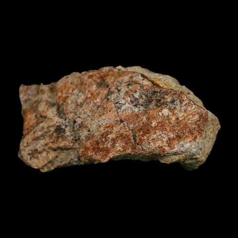 2.7" Triceratops Fossil Frill Blood Groves Hell Creek FM Cretaceous Dinosaur MT COA Stand - Fossil Age Minerals