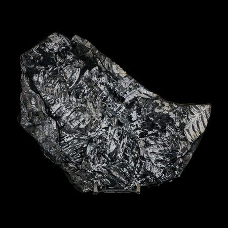 7.5" Alethopteris Fern Plant Leaf Fossil Carboniferous Age Llewellyn FM ST Clair, PA