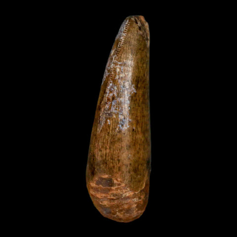 1.5" Tyrannosaur Serrated Fossil Tooth Cretaceous Dinosaur Judith River FM MT COA - Fossil Age Minerals