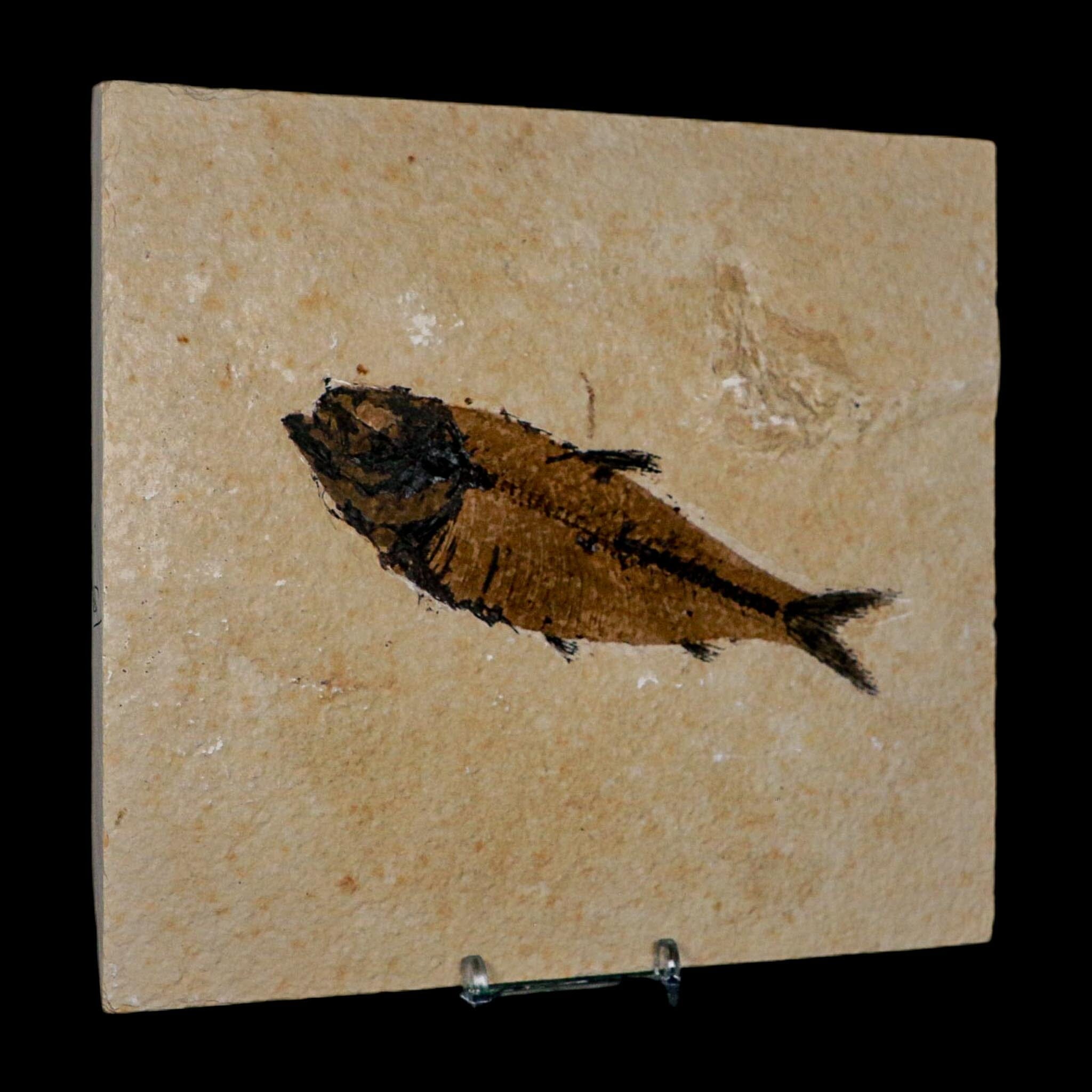 XXL 5.3" Knightia Eocaena Fossil Fish Green River FM WY Eocene Age COA And Stand - Fossil Age Minerals