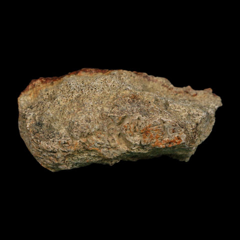 2.7" Triceratops Fossil Frill Blood Groves Hell Creek FM Cretaceous Dinosaur MT COA Stand - Fossil Age Minerals
