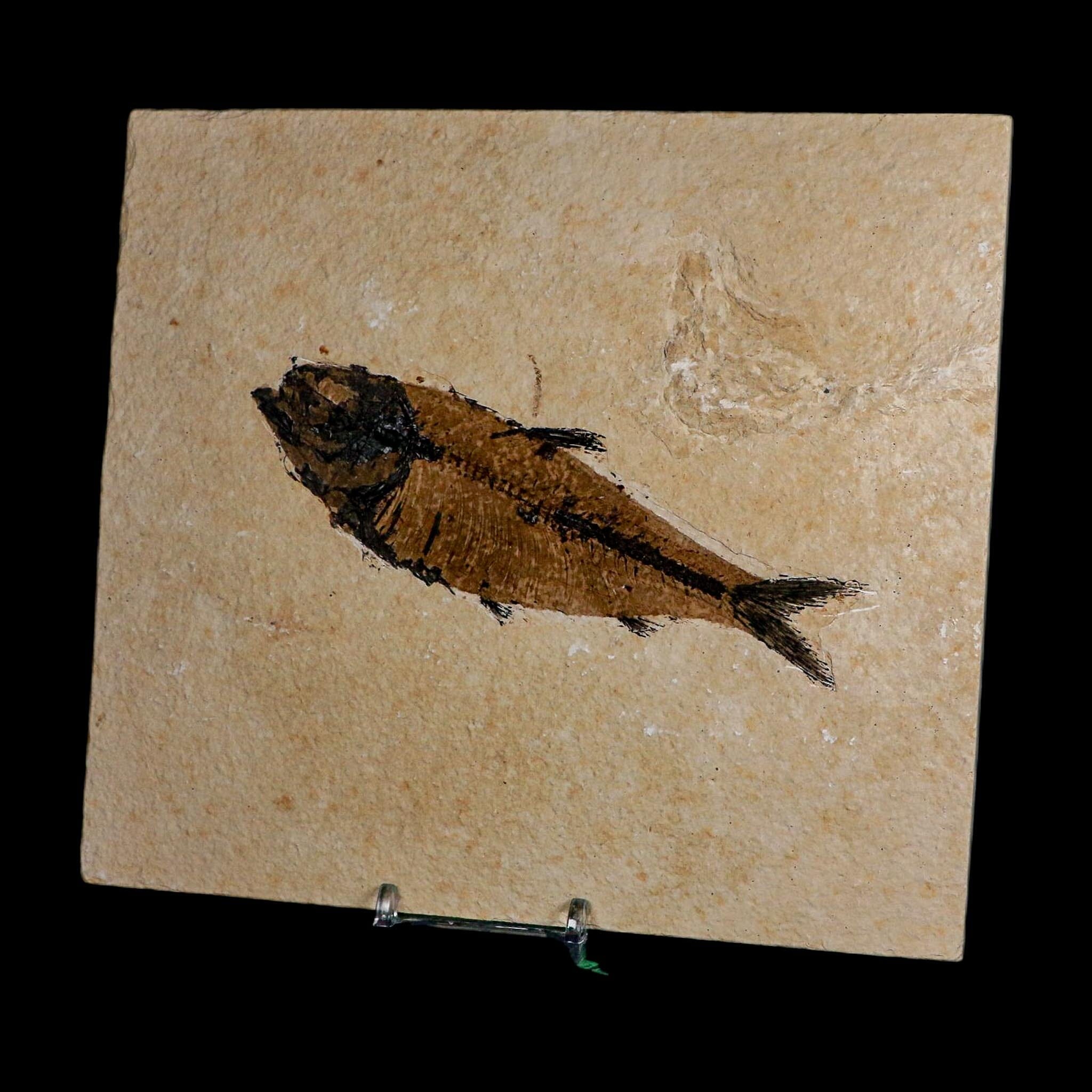 XXL 5.3" Knightia Eocaena Fossil Fish Green River FM WY Eocene Age COA And Stand - Fossil Age Minerals