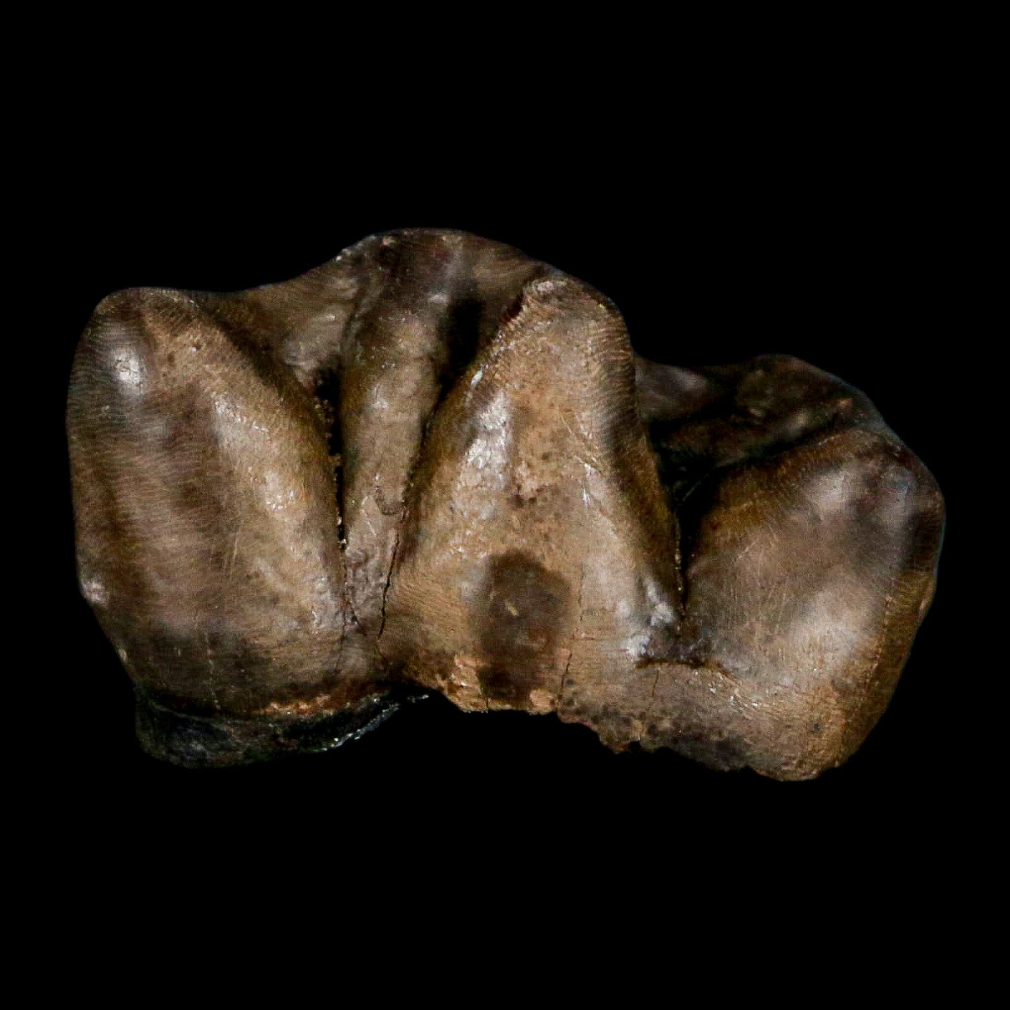 1" Tapir Tapirus Veroensis Fossil Tooth Pleistocene Age Withlacoochee River FL Display - Fossil Age Minerals