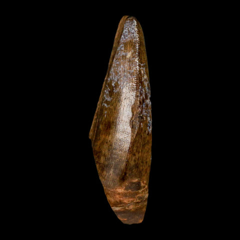 1.5" Tyrannosaur Serrated Fossil Tooth Cretaceous Dinosaur Judith River FM MT COA - Fossil Age Minerals