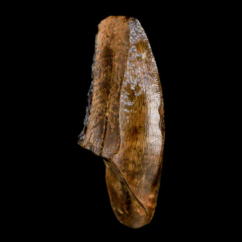 1.5" Tyrannosaur Serrated Fossil Tooth Cretaceous Dinosaur Judith River FM MT COA - Fossil Age Minerals